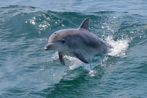 Jervis Bay Boom Netting And Dolphins Tour - Kingaroy Accommodation 8
