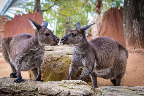 WILD LIFE Sydney Entrance Ticket - Kingaroy Accommodation 1