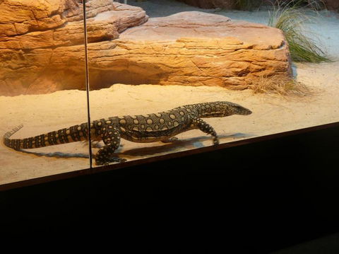 WILD LIFE Sydney Entrance Ticket - Kingaroy Accommodation 17