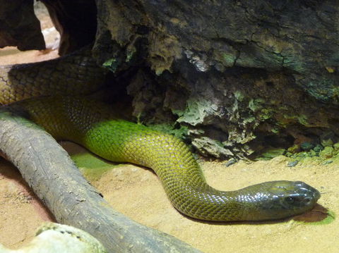 WILD LIFE Sydney Entrance Ticket - Kingaroy Accommodation 8