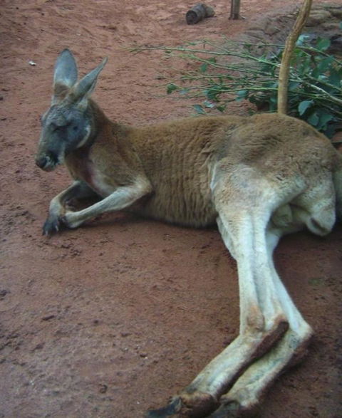 WILD LIFE Sydney Entrance Ticket - Kingaroy Accommodation 13
