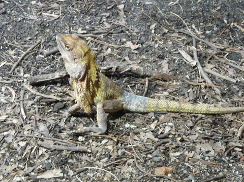 WILD LIFE Sydney Entrance Ticket - Kingaroy Accommodation 9
