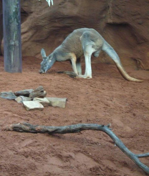WILD LIFE Sydney Entrance Ticket - Kingaroy Accommodation 14
