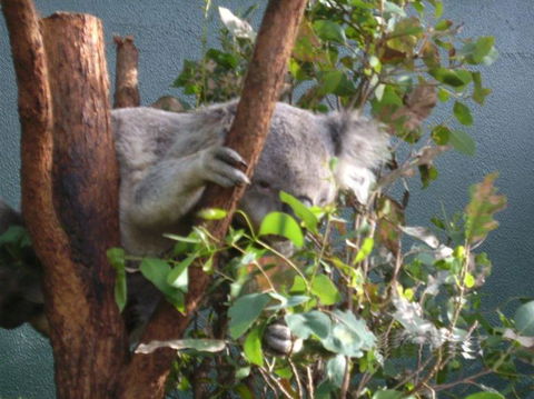 WILD LIFE Sydney Entrance Ticket - Kingaroy Accommodation 16
