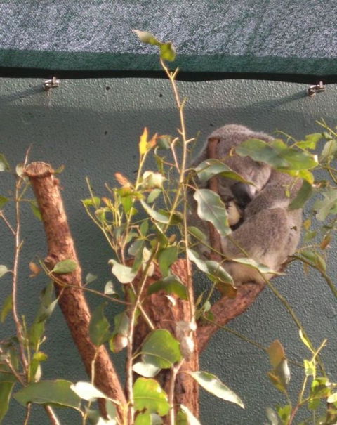 WILD LIFE Sydney Entrance Ticket - Kingaroy Accommodation 15