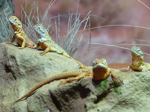 WILD LIFE Sydney Entrance Ticket - Kingaroy Accommodation 7