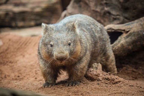 WILD LIFE Sydney Entrance Ticket - Kingaroy Accommodation 20