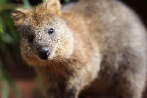 WILD LIFE Sydney Entrance Ticket - Kingaroy Accommodation 23