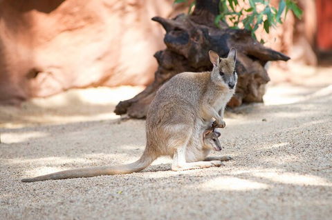WILD LIFE Sydney Entrance Ticket - Kingaroy Accommodation 21