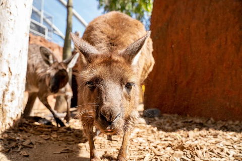 WILD LIFE Sydney Entrance Ticket - Kingaroy Accommodation 24