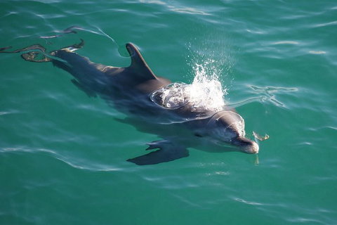 Jervis Bay Dolphin Watch Cruise - Kingaroy Accommodation 6