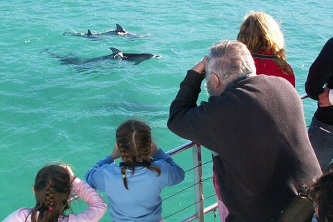 Jervis Bay Dolphin Watch Cruise - Kingaroy Accommodation 4