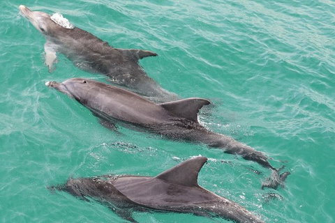 Jervis Bay Dolphin Watch Cruise - Kingaroy Accommodation 7