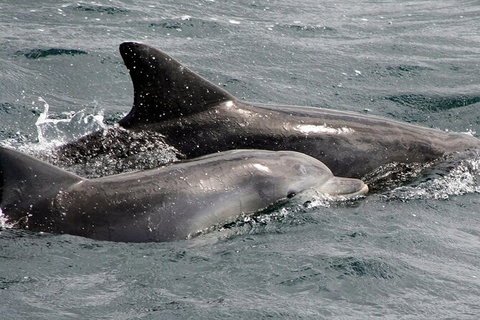 Jervis Bay Dolphin Watch Cruise - Kingaroy Accommodation 5