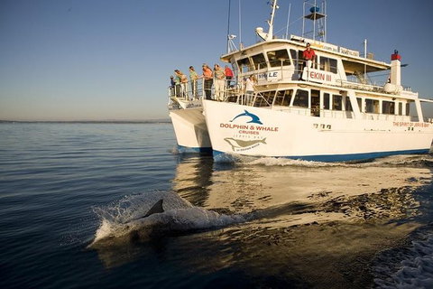 Jervis Bay Dolphin Watch Cruise - Kingaroy Accommodation 2