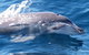 Jervis Bay Dolphin Watch Cruise - thumb 3
