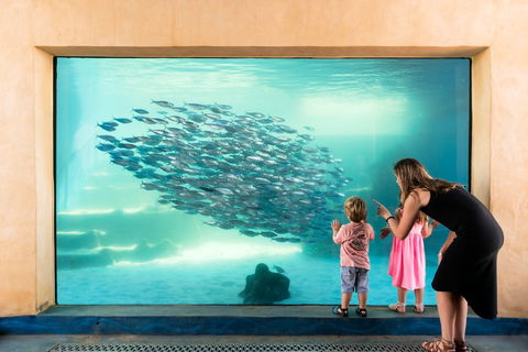 AQWA The Aquarium Of Western Australia - Kingaroy Accommodation 0