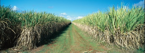 Avondale - Kingaroy Accommodation 2