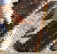 Bees on Keswick Island - Kingaroy Accommodation