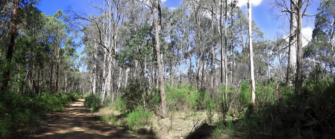 Blue Range Camping And Picnic Area - Kingaroy Accommodation 1