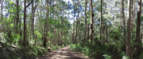 Blue Range Camping And Picnic Area - Kingaroy Accommodation 2