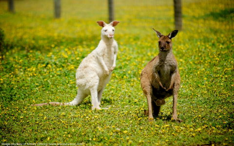 Bordertown Wildlife Park - Kingaroy Accommodation 0