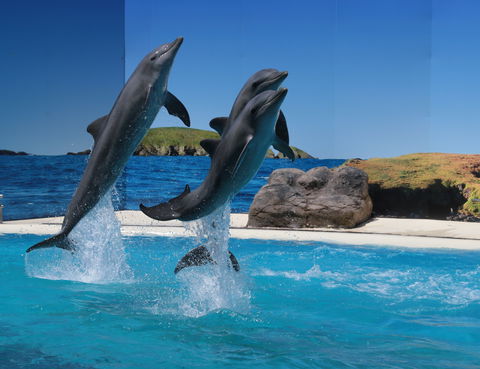 Dolphin Marine Conservation Park - Kingaroy Accommodation 0