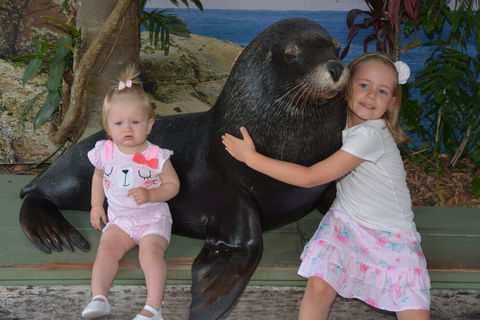 Dolphin Marine Conservation Park - Kingaroy Accommodation 1