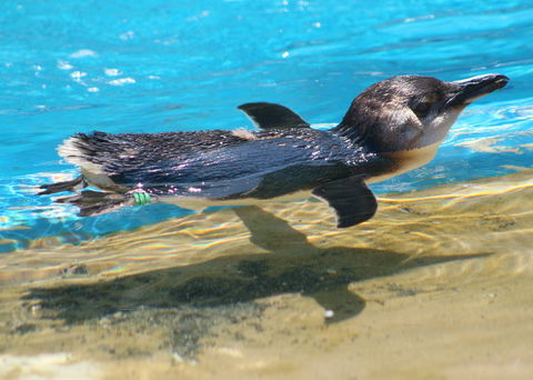 Dolphin Marine Conservation Park - Kingaroy Accommodation 2