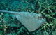 Fish Bowl Dive Site - thumb 1