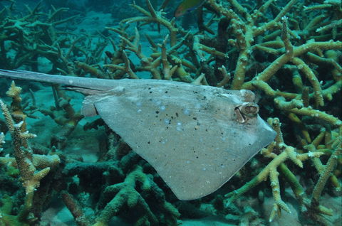 Fish Bowl Dive Site - Kingaroy Accommodation 1