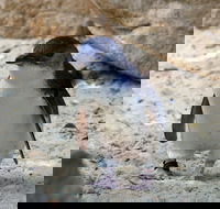 Granite Island Nature Park - Guided Penguin Tours - Kingaroy Accommodation