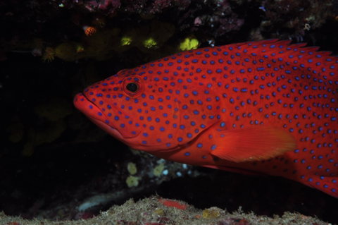 Maori Wrasse Bommie Dive Site - Kingaroy Accommodation 0