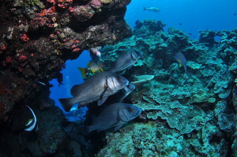 Maori Wrasse Bommie Dive Site - Kingaroy Accommodation 1