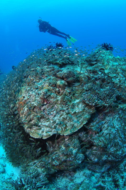 Maori Wrasse Bommie Dive Site - Kingaroy Accommodation 2