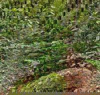 Red Cedar Loop - Kingaroy Accommodation