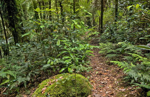 Red Cedar Loop - Kingaroy Accommodation 0