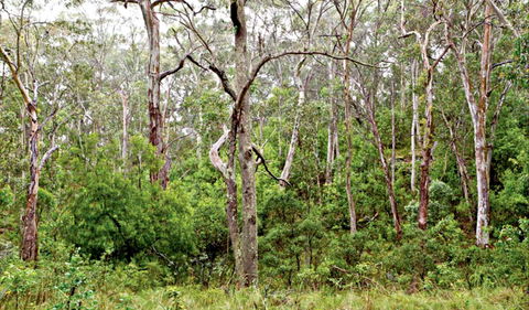 Scutts Hut Trail - Kingaroy Accommodation 0