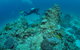 Second Reef Dive Site - thumb 1