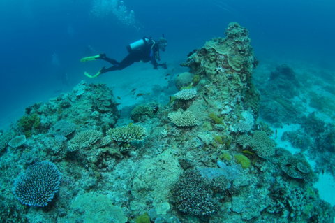 Second Reef Dive Site - Kingaroy Accommodation 1
