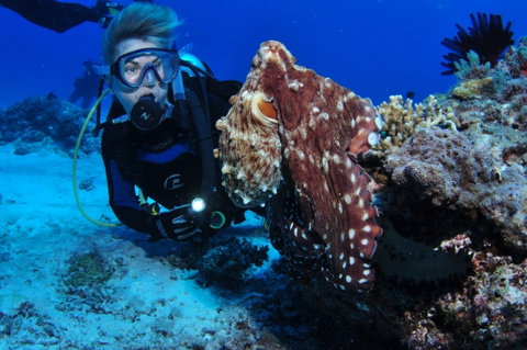 Second Reef Dive Site - Kingaroy Accommodation 2