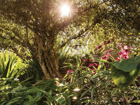 Wendy Whiteley's Secret Garden - Kingaroy Accommodation 1