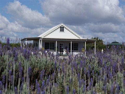 Amandine Lavender - Kingaroy Accommodation 0