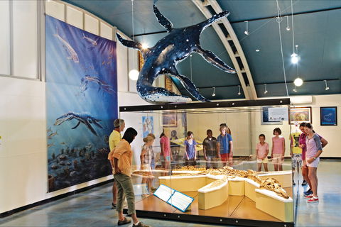 Australian Dinosaur Trail - Kingaroy Accommodation 1