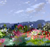 Blue Lotus Water Garden - Kingaroy Accommodation