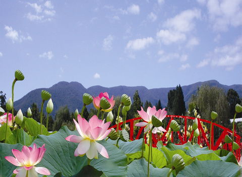 Blue Lotus Water Garden - Kingaroy Accommodation 0