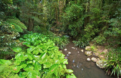 Brindle Creek Picnic Area - Kingaroy Accommodation 0