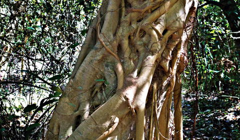 Bundagaree Rainforest Walk - Kingaroy Accommodation 0