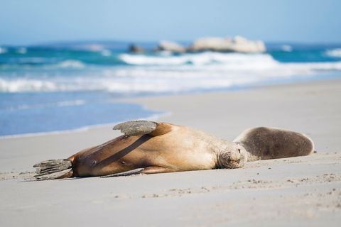 Cape Gantheaume Conservation Park And Wilderness Protection Area - Kingaroy Accommodation 0