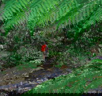 Goldsborough Valley Wooroonooran National Park - Kingaroy Accommodation
